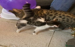 Mixed Breed cats for sale: kittens Bengal x microchipped flea/worm.insured.  - Image 26