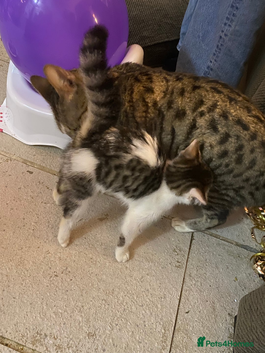 Mixed Breed cats for sale: kittens Bengal x microchipped flea/worm.insured.  - Image 26