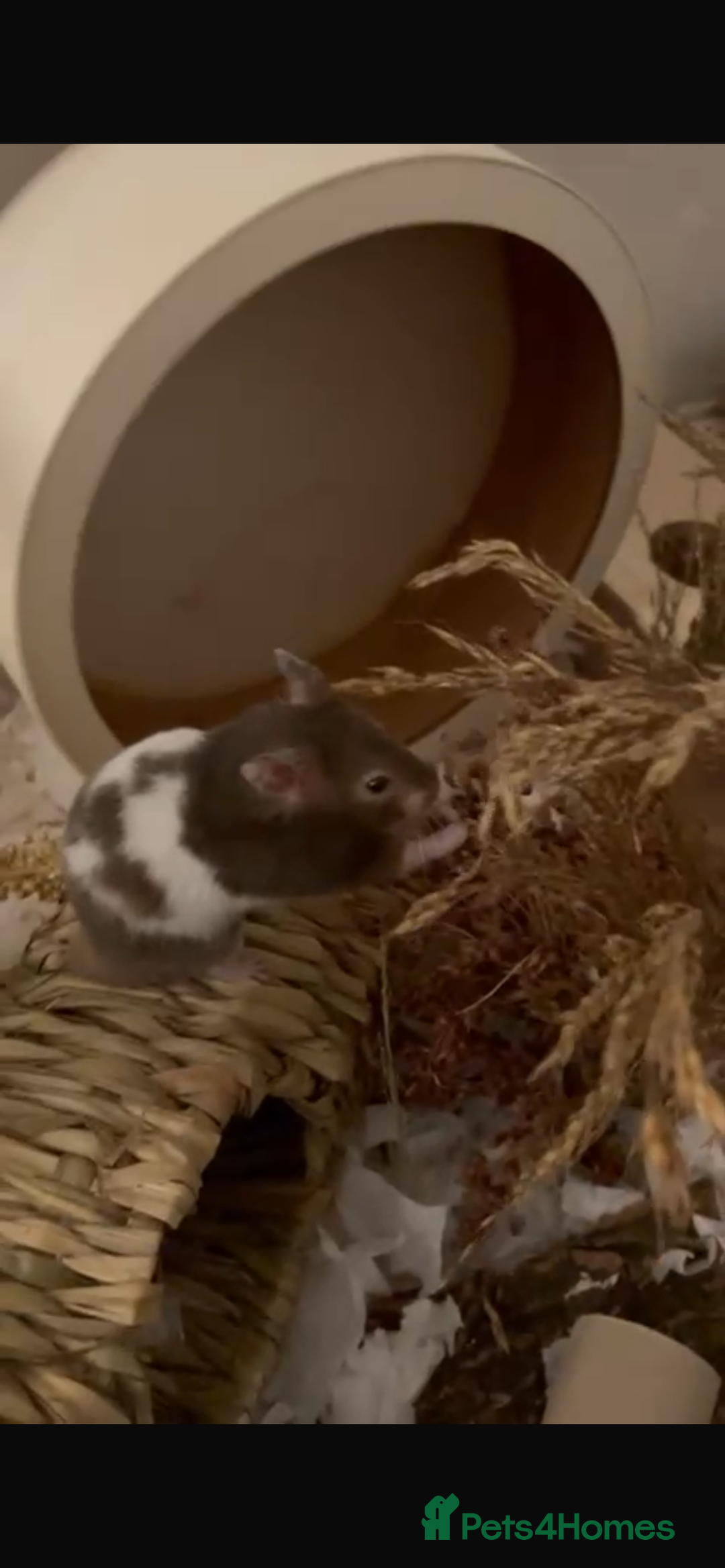 Hamster rodents for sale: Male Syrian Hamster 4 Months Bucatstate included - Advert 10