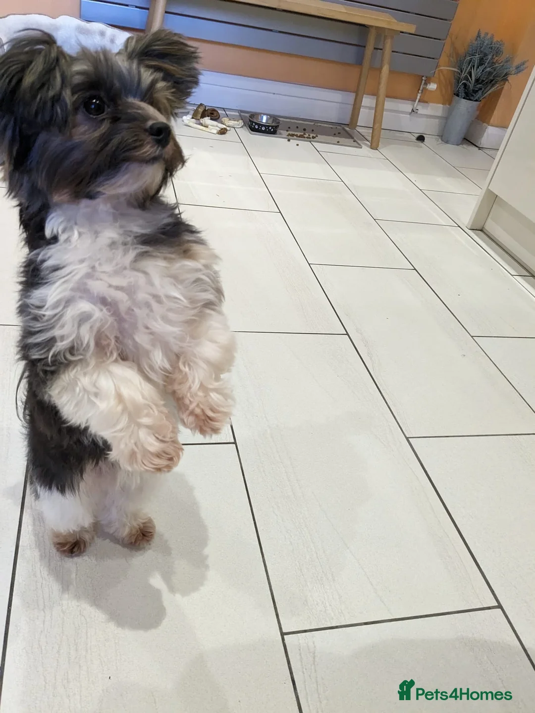 Yorkshire Terrier dogs for stud: Purebred BiewerTerrier/ColourfulYorkie Proven Stud in Merthyr Tydfil - Advert 17