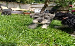Miniature Schnauzer dogs for sale: Kc mini schnauzer pups for sale  - Image 8