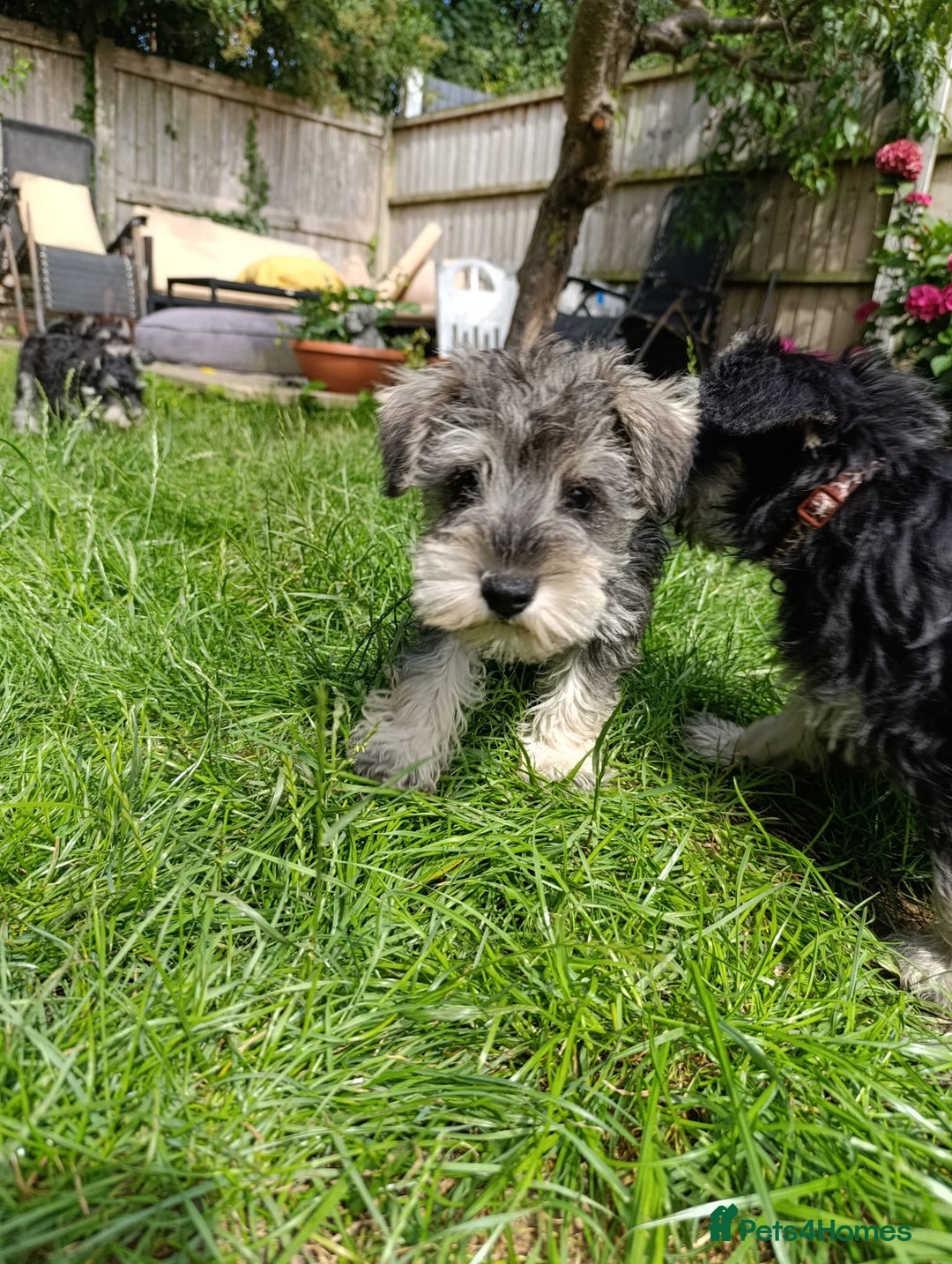 Miniature Schnauzer dogs for sale: Kc mini schnauzer pups for sale  - Image 8