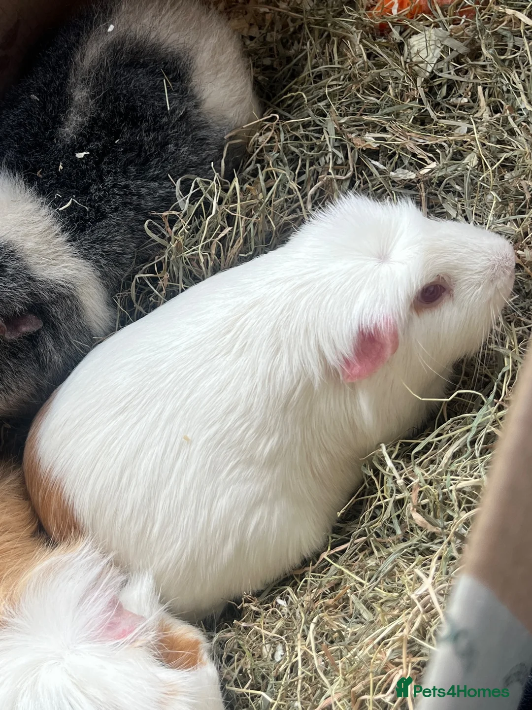 Guinea Pig rodents for sale: Rhubarb is looking for her forever herd ❤️ in Nottingham - Advert 2