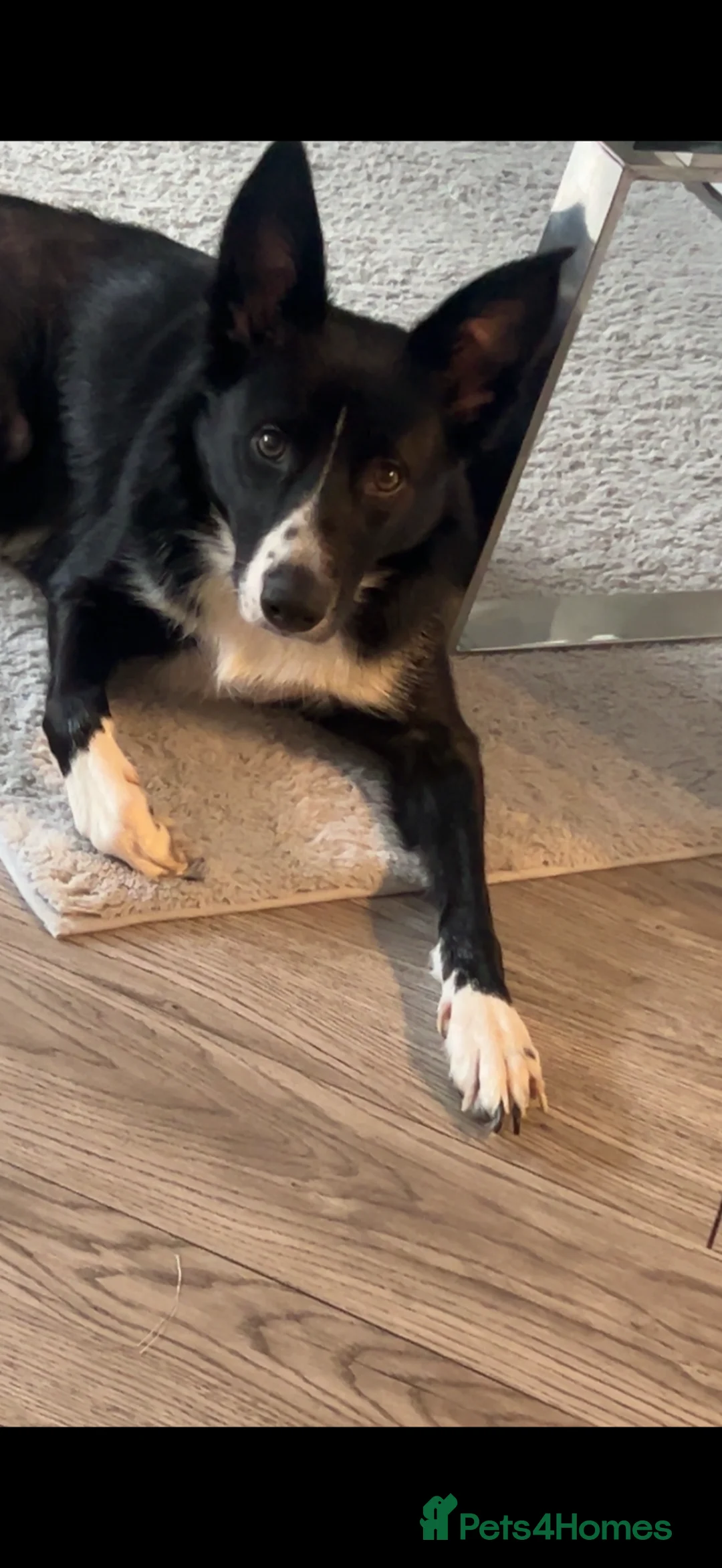 Border Collie dogs for sale: 3 year old border collie  in Carlisle - Advert 1