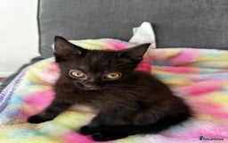 Mixed Breed cats for sale: MAINECOON X NEEDING HOME👀🏡 - Image 2