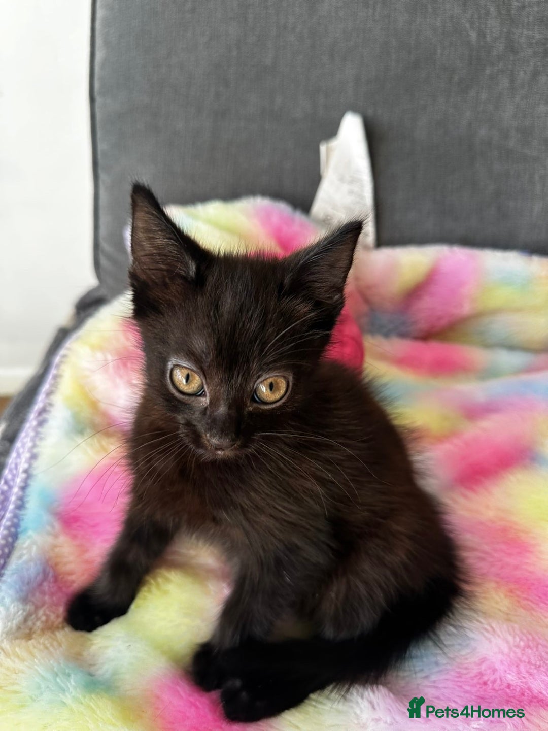 Mixed Breed cats for sale: MAINECOON X NEEDING HOME👀🏡 - Image 2