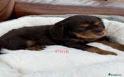 Cocker Spaniel dogs for sale: Working cross Show Cocker Spaniel puppies - Image 8