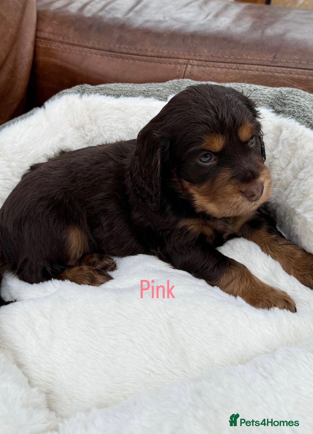 Cocker Spaniel dogs for sale: Working cross Show Cocker Spaniel puppies - Image 8