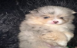 Pomeranian dogs for sale: Blue eye boy and Tiny golden girl poms ready now  - Image 12