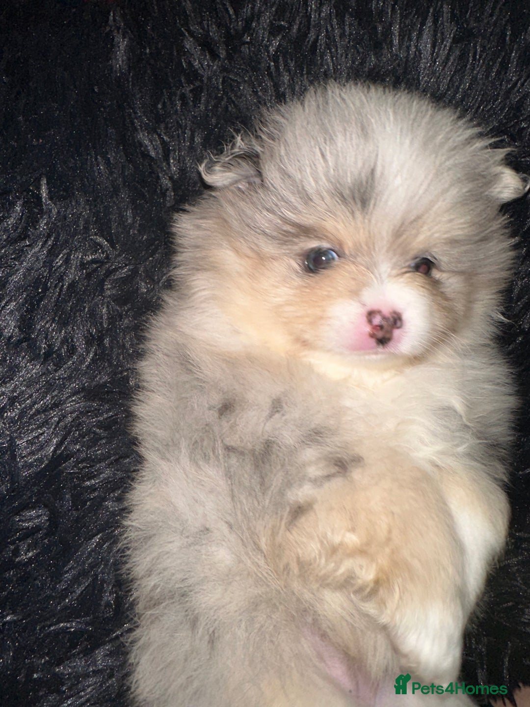 Pomeranian dogs for sale: Blue eye boy and Tiny golden girl poms ready now  - Image 12