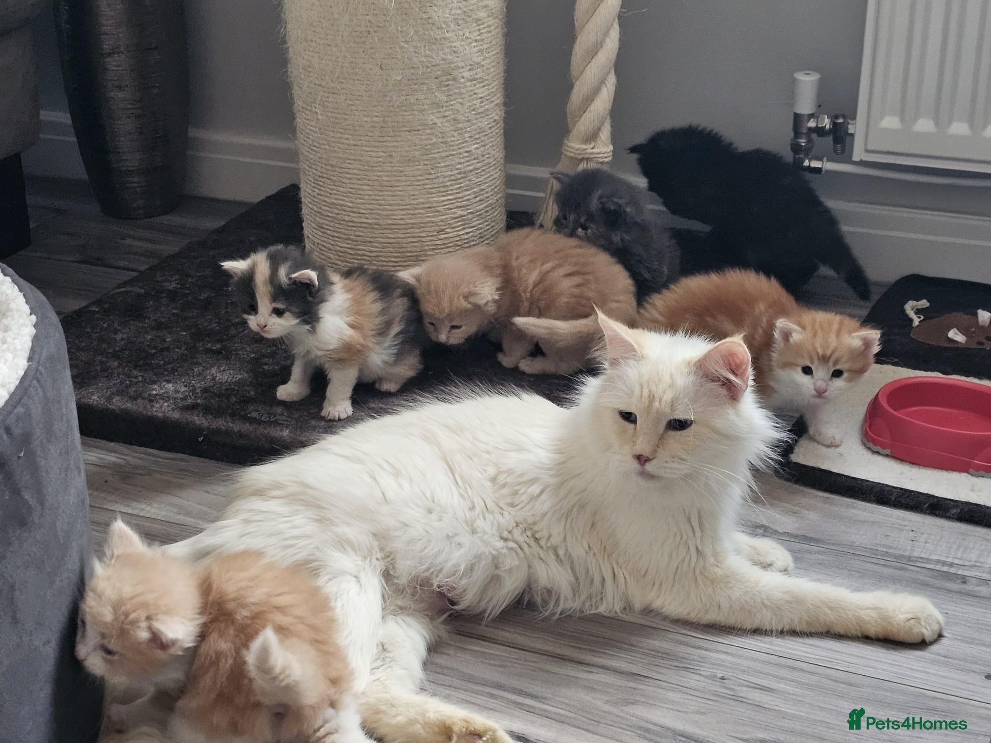 Ragdoll cats Stunning litter of Ragdoll cross kittens - Advert 2