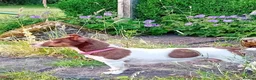 Jack Russell dogs for sale: Jack Russell Pups - Advert 3