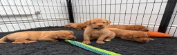 Labrador Retriever dogs for sale: KC registered. Ready to leave 3rd August 2026   - Advert 10