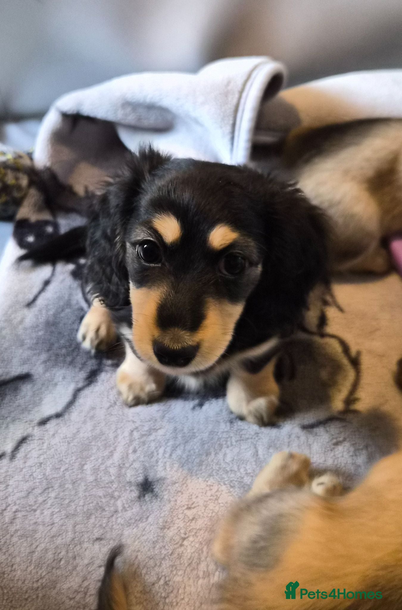 Miniature Dachshund dogs Longhaired Miniature daschund puppies READY NOW!! - Advert 8