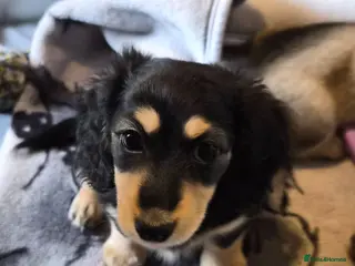 Miniature Dachshund dogs Longhaired Miniature daschund puppies READY NOW!! - Advert 8