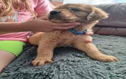 Golden Retriever dogs for sale: 🐾 Golden Retriever Puppies – Ready Soon! 🐾 - Image 36