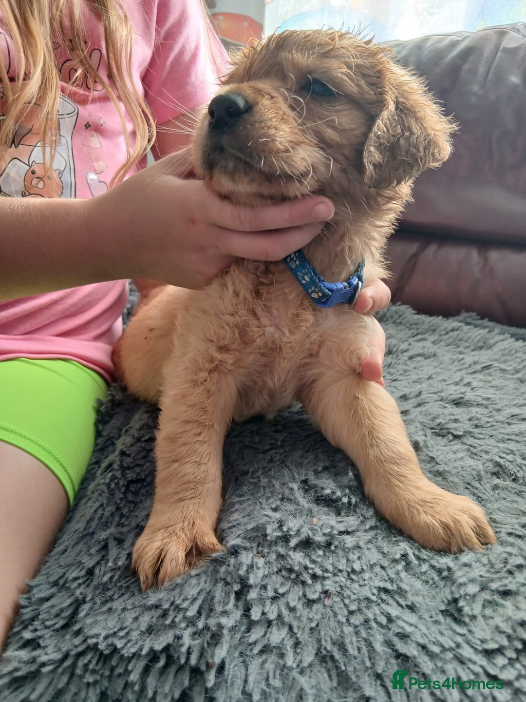Golden Retriever dogs for sale: 🐾 Golden Retriever Puppies – Ready Soon! 🐾 - Image 36