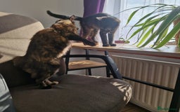 Mixed Breed cats for sale: Mixed Breed Kitten 4 - Somali female kitten for sale - Image 17