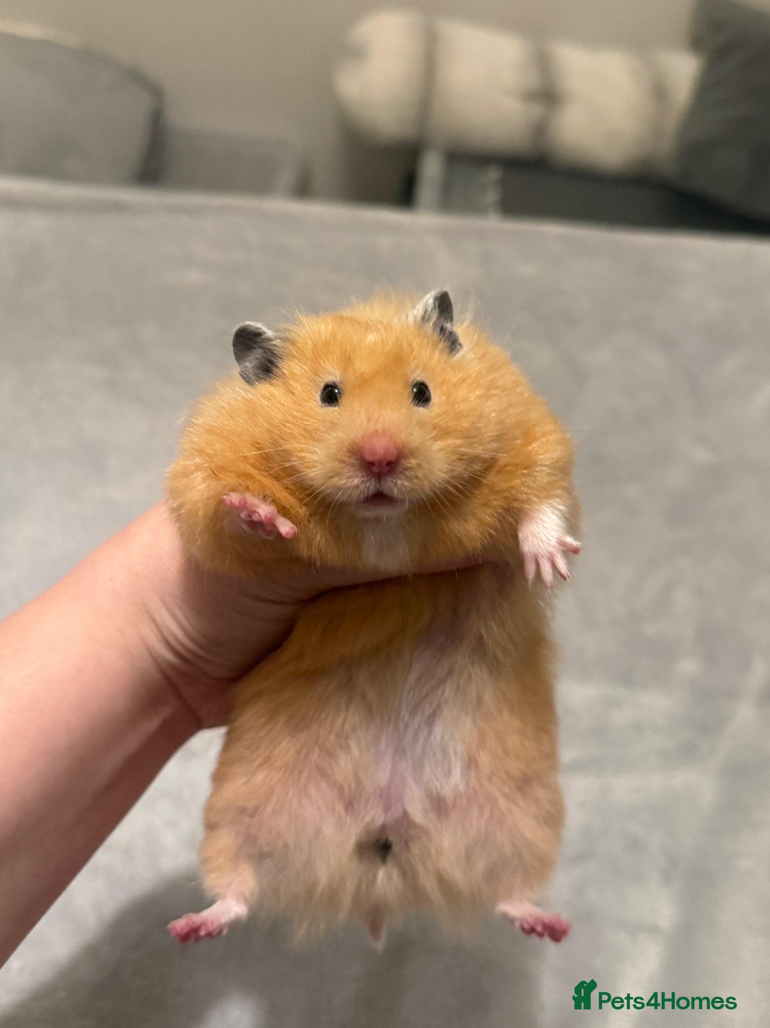 Hamster rodents Beautiful long haired Cream Syrian Female  - Advert 1