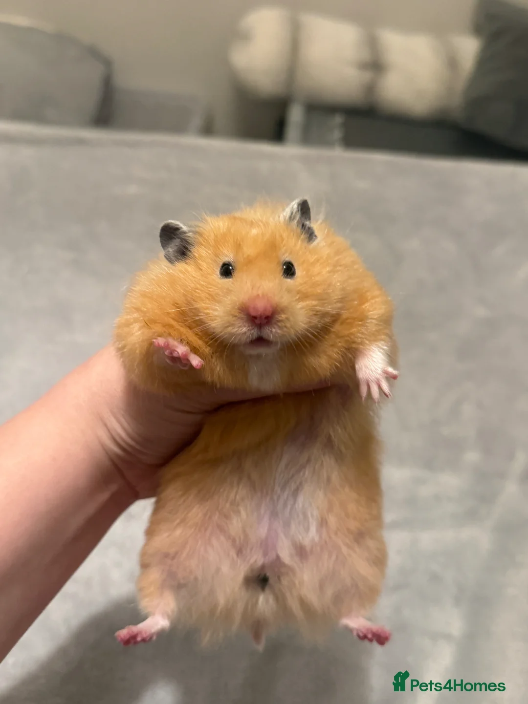 Hamster rodents for sale: Beautiful long haired Cream Syrian Female  - Advert 1