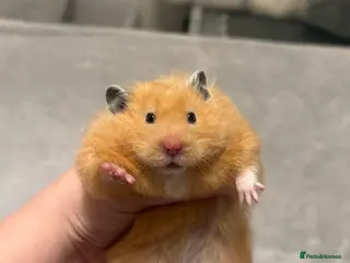 Hamster rodents Beautiful long haired Cream Syrian Female - Advert 1