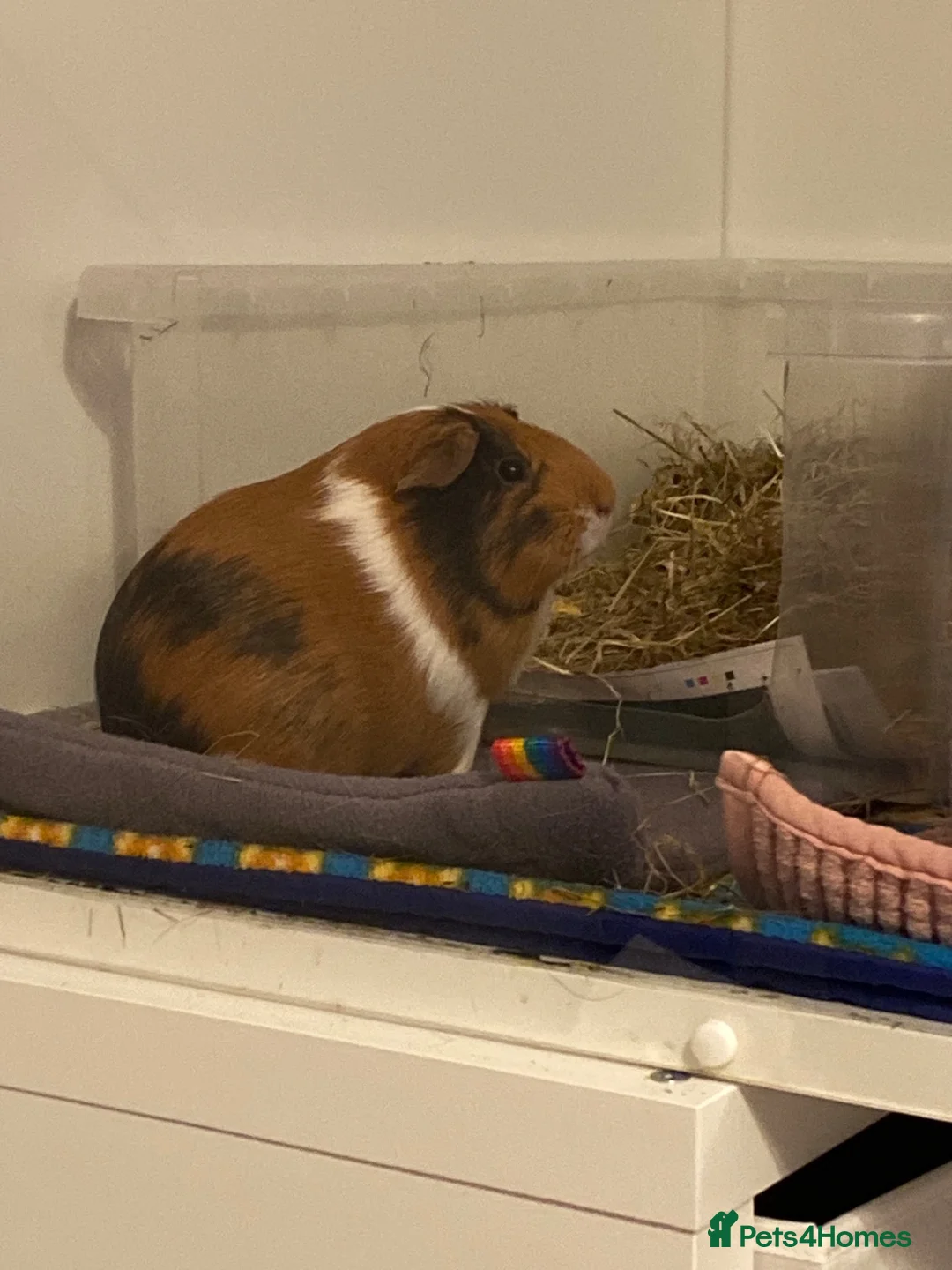 Guinea Pig rodents for sale: Female Guinea Pig For Rehoming  in Darwen - Advert 2