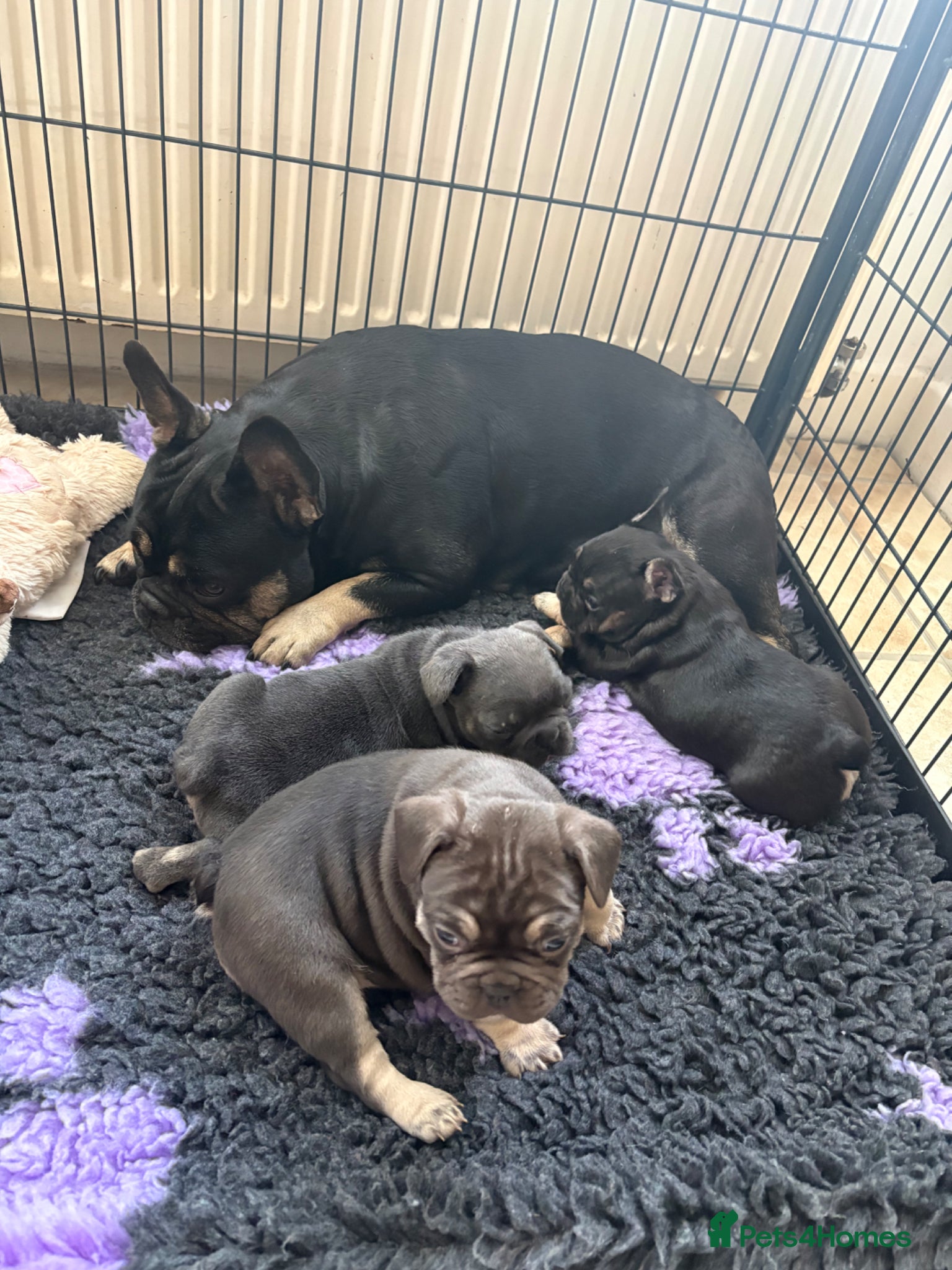 French Bulldog dogs Stunning French bulldogs  - Advert 16