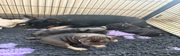 French Bulldog dogs for sale: Stunning French bulldogs  - Advert 7