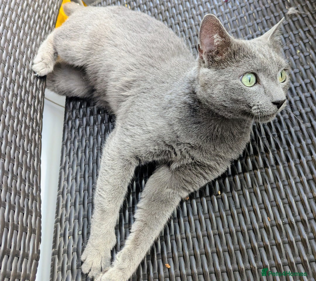Russian Blue cats for sale: Affectionate Adult Male Cat for Sale - Image 6