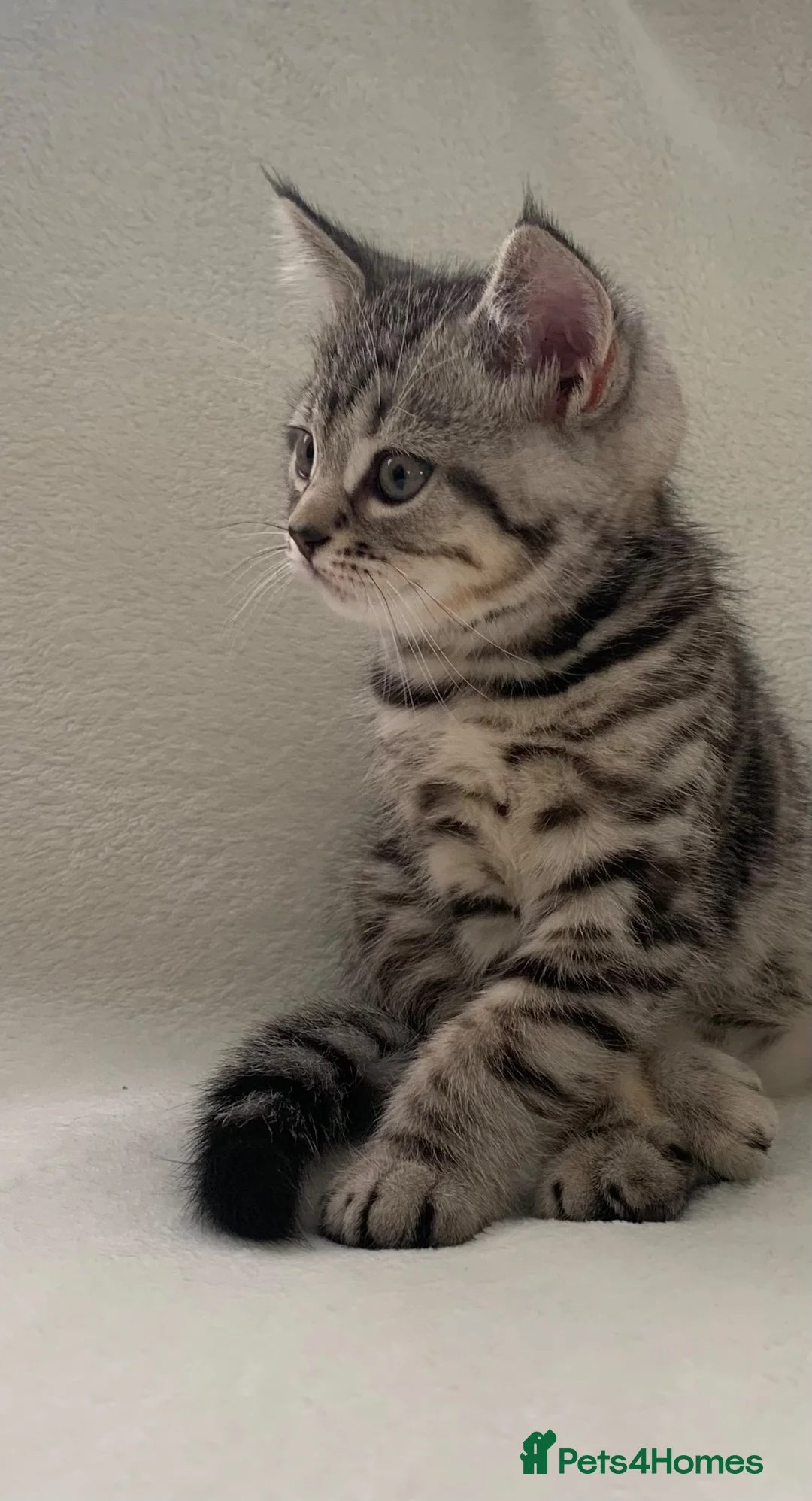 British Shorthair cats for sale: Beautiful silver spotted  tabbies - Advert 1