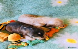 Cocker Spaniel dogs for sale: Show Type Health Tested, KC Reg puppies  - Image 10