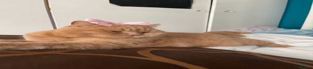 British Shorthair Cat