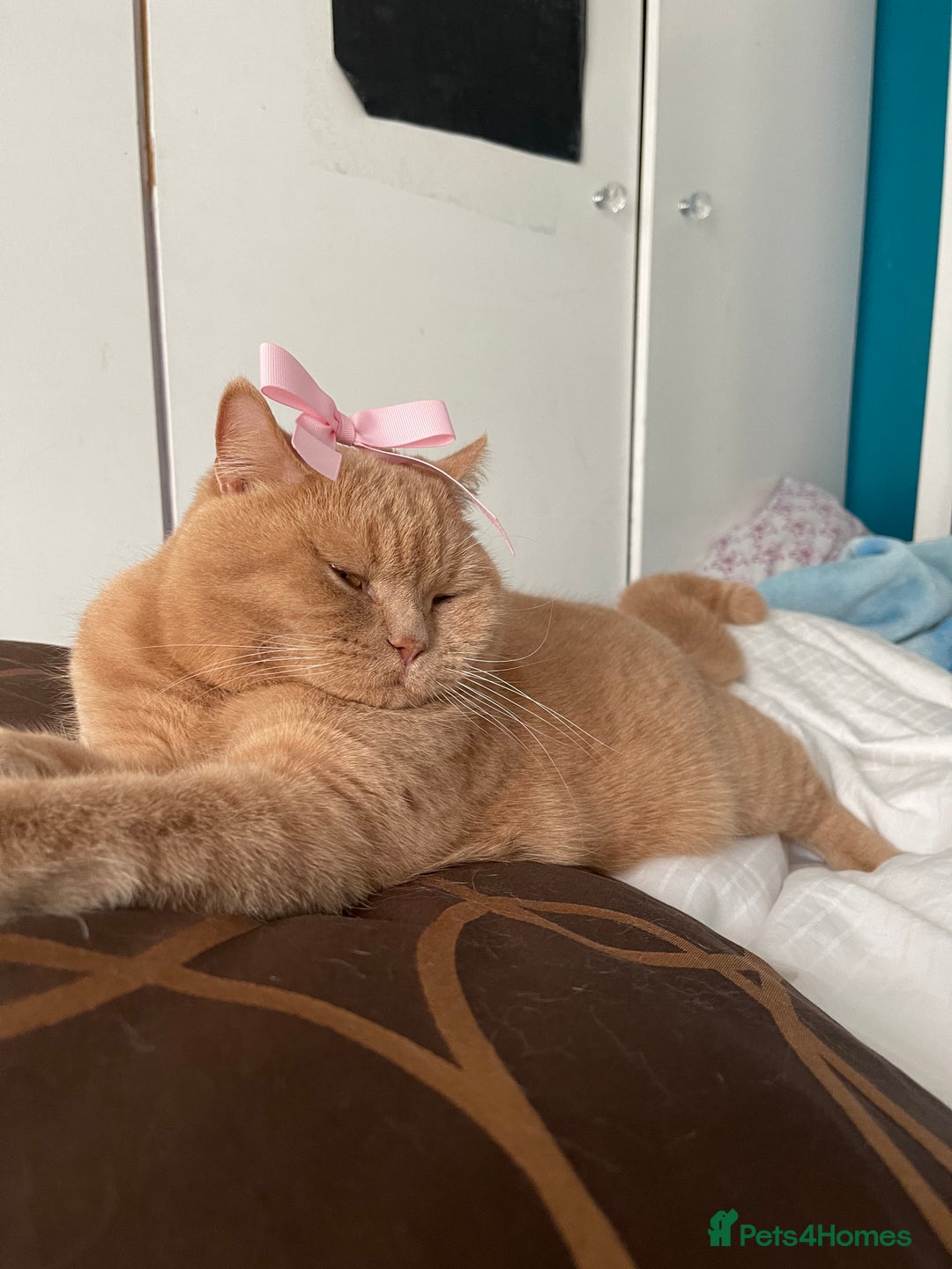 British Shorthair cats for sale: Mr pasha - Image 1
