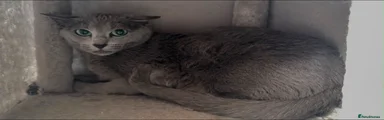 Russian Blue 1