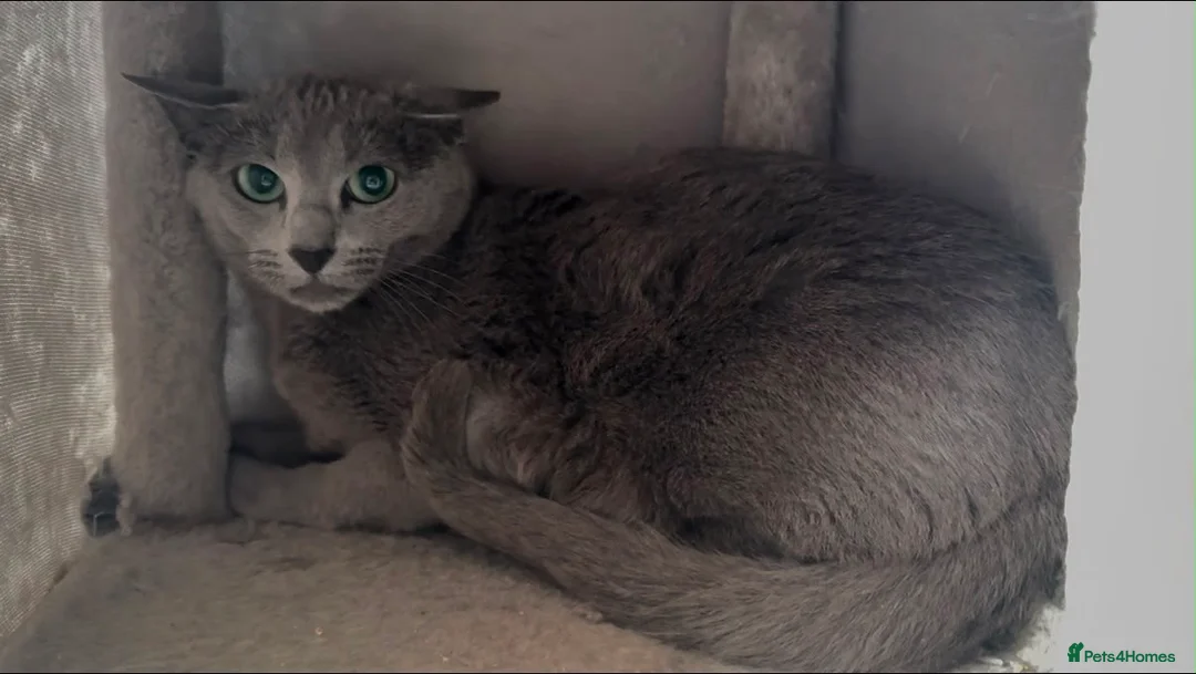 Russian Blue cats for sale: Russian blue female in need new home - Advert 2
