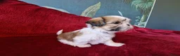 Shih Tzu dogs for sale: Miniature Shih-tzu's  - Advert 9