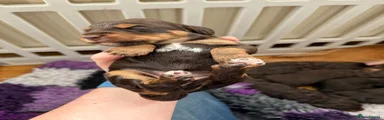 Cockapoo 4