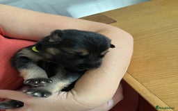 German Shepherd dogs for sale: Amazing fluffy German shepherd puppies  - Image 13