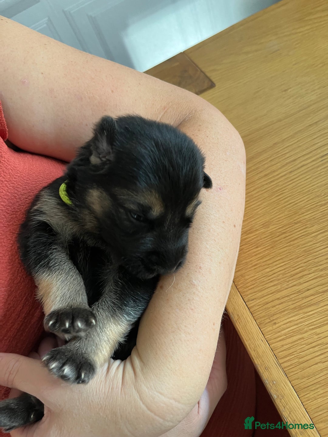 German Shepherd dogs for sale: Amazing fluffy German shepherd puppies  - Image 13