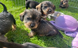 Dachshund dogs for sale: wirehaired dachshunds (teckels) - Image 1