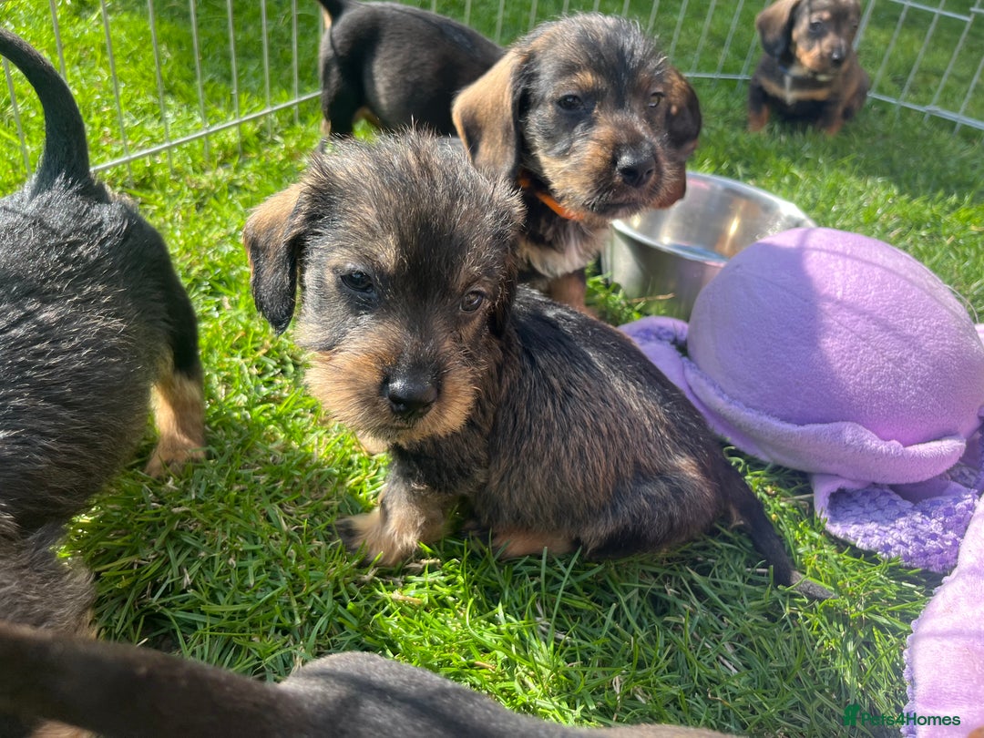 Dachshund dogs for sale: wirehaired dachshunds (teckels) - Image 1