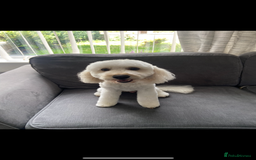Mixed Breed dogs for sale: Rehoming Cavapoochon - Image 2