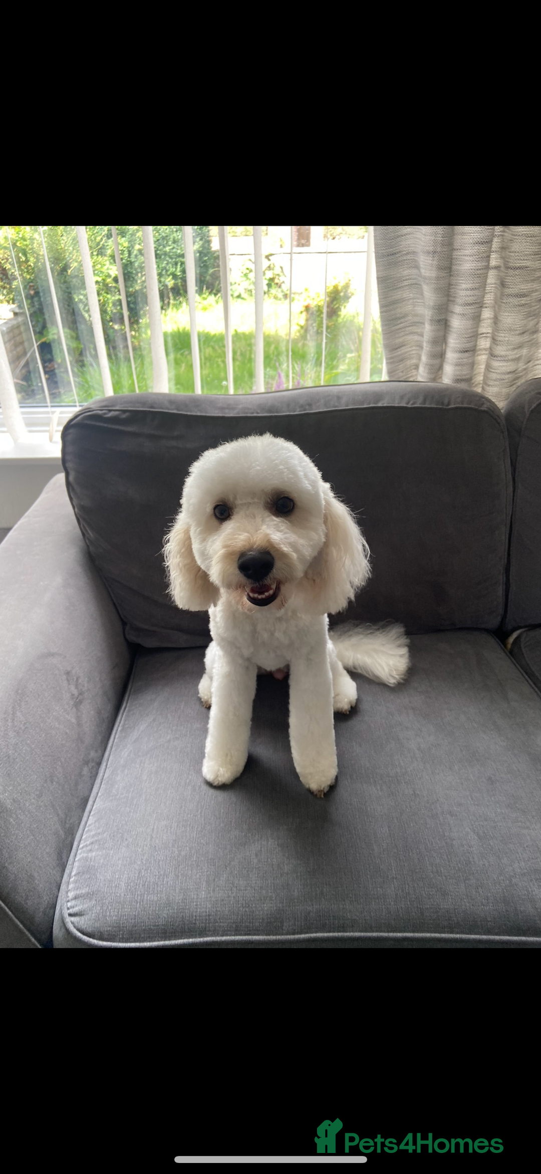 Mixed Breed dogs for sale: Rehoming Cavapoochon - Image 2