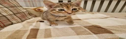 Mixed Breed cats for sale: Sweet female Tabby kitten - Advert 5