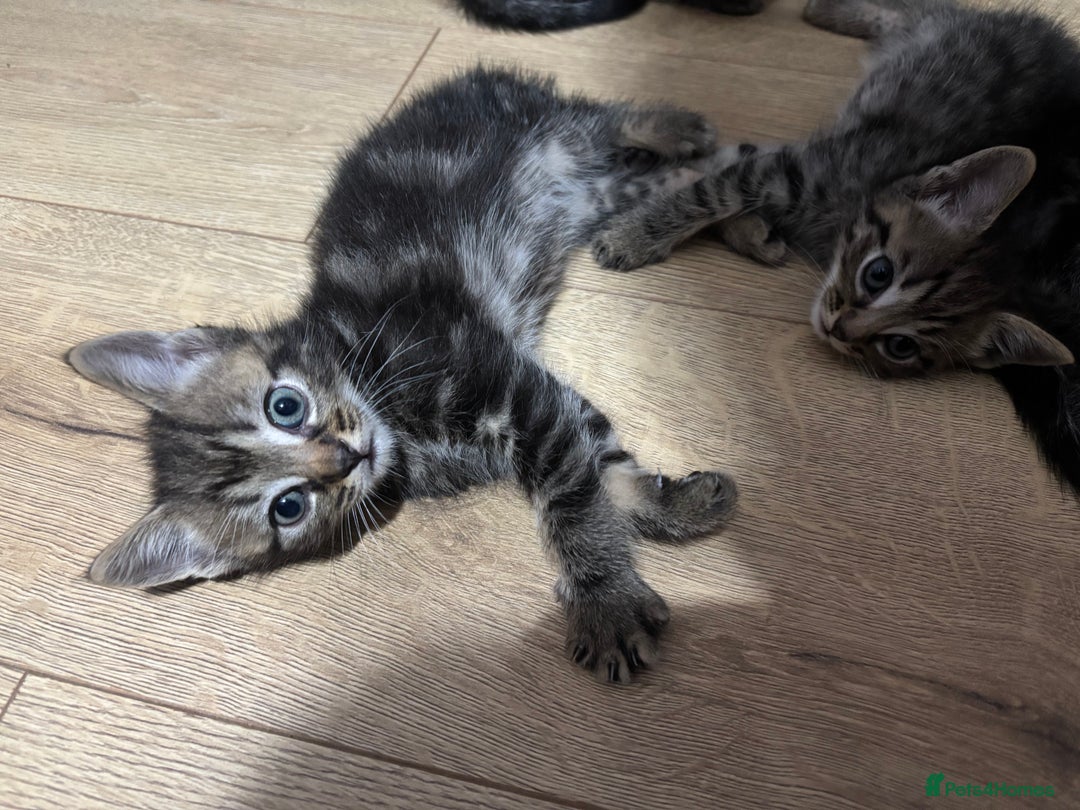 Ragdoll cats for sale: Kittens - Image 4