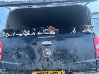 Mixed Breed dogs Working Welsh sheepdog X Border collie pups - Advert 1