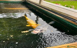 Koi Carp fish for sale: Two Koi Carp - Image 6