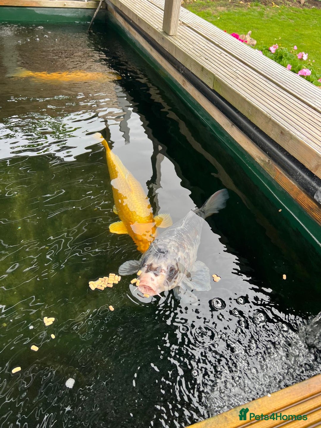 Koi Carp fish for sale: Two Koi Carp - Image 6