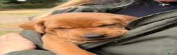 Labrador Retriever dogs for sale: Beautiful fox red labradrs - Advert 4