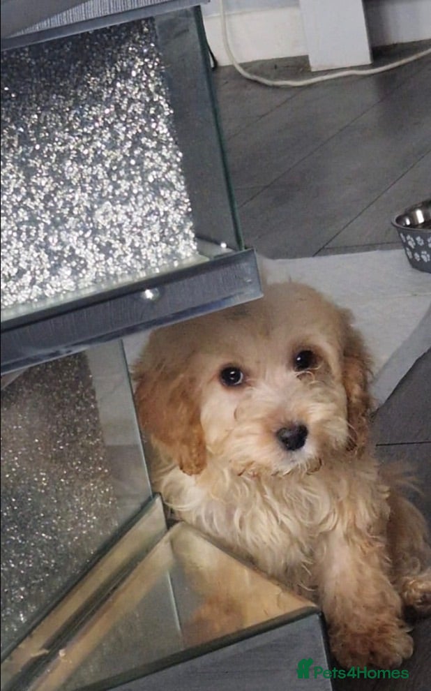 Cockapoo dogs Cockerpoo  - Advert 16